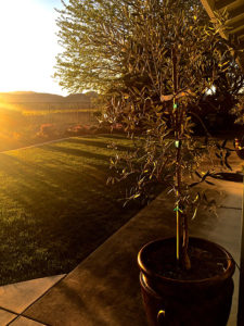 Sunset in the Garden